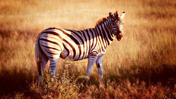 Podle nejnovjí teorie zebra pomocí pruh eí vlastní mikroventilaci.
