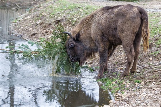 Zvíata v zoo dostala lahdku, neprodané vánoní stromky.