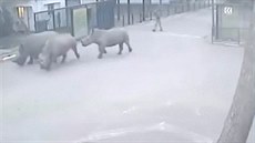 Z izraelské zoo utekli nosorožci. Z izraelské zoo utekli nosorožci.