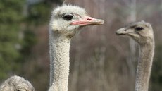 Skupina pštrosů z farmy Petráveč Skupina pštrosů z farmy Petráveč