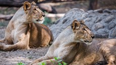 Samice lva indického, ob narozené na jae 2012, se jmenují Gini a Jennifer.