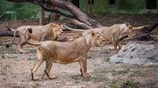Tílenná smeka lv indických by mla do Prahy picestovat letos v ervenci.