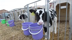 Každý měsíc přijde v Uhelné Příbrami na svět asi 140 telat. Na farmě stráví ve... Každý měsíc přijde v Uhelné Příbrami na svět asi 140 telat. Na farmě stráví ve...