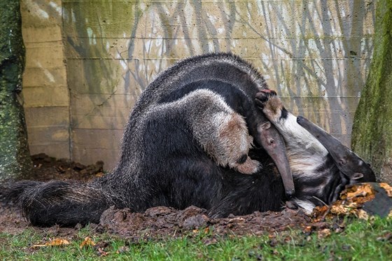 Mraveneníci v sob nali zalíbení. Doká se zoo malého mraveneníka?