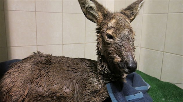 Vyhubl a vyerpan srnka nepeila noc ve veterinrn karantn.