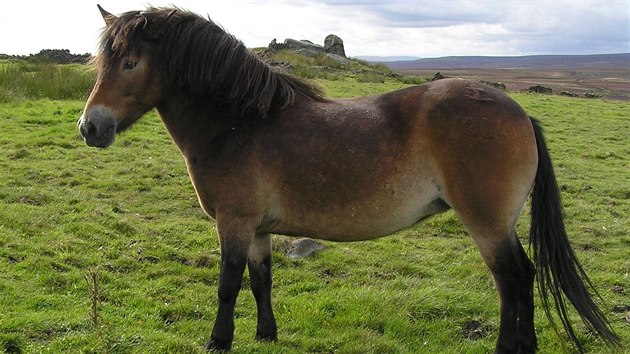 Exmoort pony svm vzhledem, velikost a zbarvenm nejlpe odpovdaj pvodnm divokm konm ijcm ve stedn a zpadn Evrop. dn jin plemeno tu poslednch tisc let neilo ve voln prod v podstat bez vlivu lovka a bez ken s jinmi plemeny. 