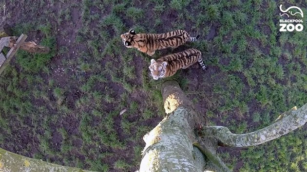 Tygi plhaj na strom v zoologick zahrad v anglickm Blackpoolu.