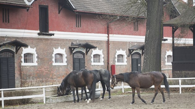 V napajedelskm hebn je ustjena necel stovka zvat.