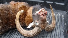 Pytláci se v oboře v Hukvaldech na Frýdecko-Místecku zaměřili na muflony a... Pytláci se v oboře v Hukvaldech na Frýdecko-Místecku zaměřili na muflony a...