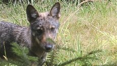 Smečka, která se na severu kraje pohybuje, čítá nejméně čtyři vlky. Člověku podle ochránců přírody není nebezpečná.