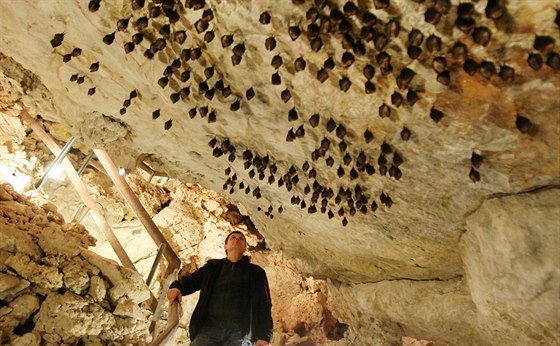 v jeskyni Turold u Mikulova pezimují netopýi vrápenci.
