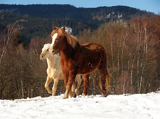 Kon v péi obanského sdruení Macík, které se stará o oputná a týraná...