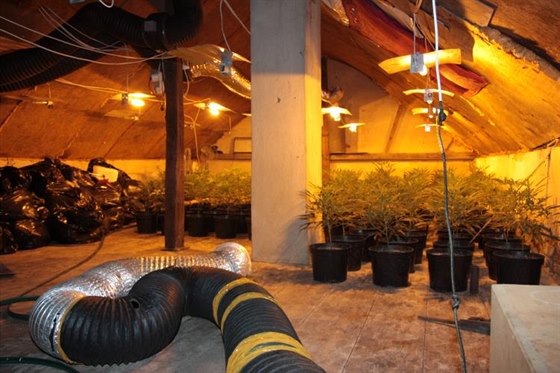 Více ne 900 rostlin marihuany objevili kriminalisté v jednom z dom v praském...