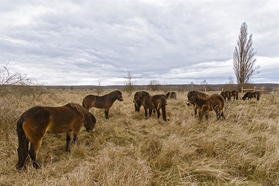 trnáctihlavé stádo divokých koní ve stepní rezervaci u stedoeských Milovic.