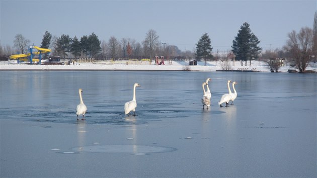 Labut na zamrzl hladin pouze posedvaly, pomoc hasi nepotebovaly (1. nora 2014).