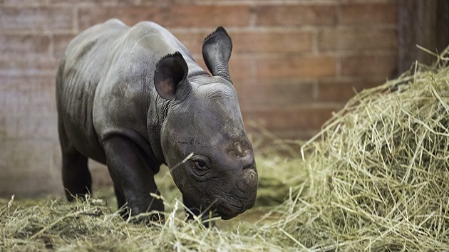 Samce nosoroce dvourohho pivedla ve dvorsk zoo na svt ticetilet Jessi (2.2.2015).