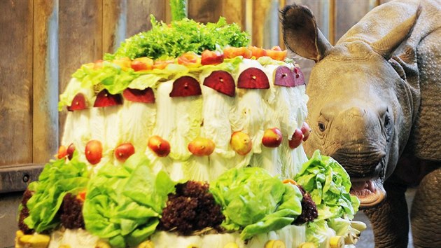 Nosoroí slena Maruka oslavila 2. února první narozeniny. Jako dárek dostala...