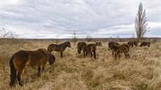 trnáctihlavé stádo divokých koní ve stepní rezervaci u stedoeských Milovic.