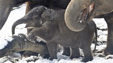 Seznamte se. Roční sloni holčička Sumi si ráda hraje. Rozhodně to není smutné... Seznamte se. Roční sloni holčička Sumi si ráda hraje. Rozhodně to není smutné...
