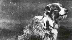 Toto je skutená Lassie, která zachránila námoníka z lodi H.M.S. Formidable.