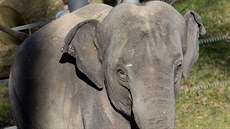 Bezí slonici Janitu zastihnete v zimním období ve venkovním výbhu Údolí slon...