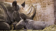 Samce nosoroce dvourohého pivedla ve dvorské zoo na svt ticetiletá Jessi...