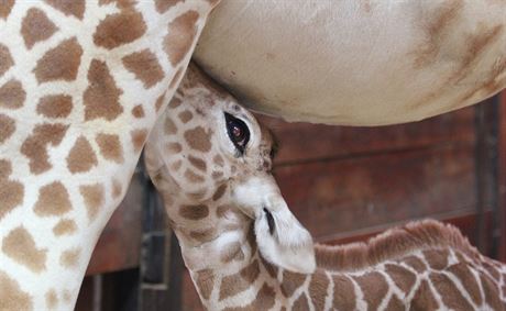 V brnnské zoologické zahrad se narodilo mlád irafy.