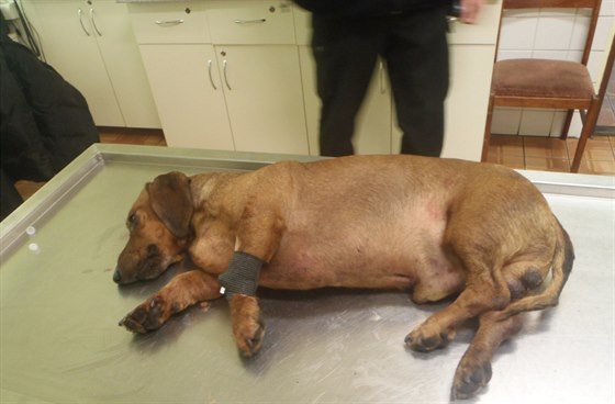 Zranného jezevíka oetili na veterinární pohotovosti.
