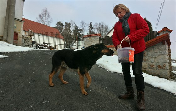 Anna Dirbáková odchytává ve Vojtanov  toulavé psy na vaené drky.