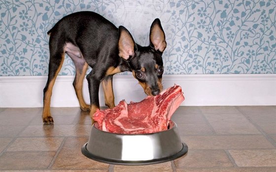 Svého psa mete krmit dobe, a u zvolíte syrovou stravu (BARF), vaíte mu,...