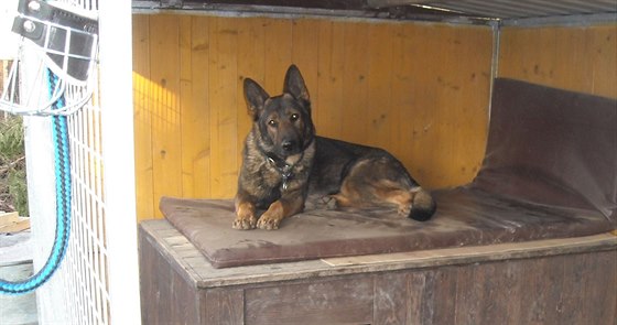 Zlínský policejní pes Ciran.