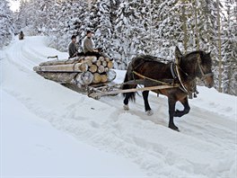 TRADINÍ T̎BA. Nmetí lesníci sváejí devo ze zasnených vrcholk na saních...