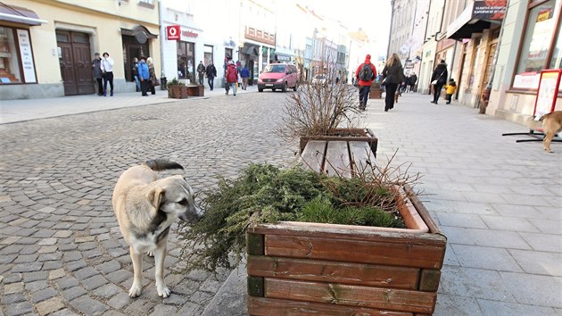 V Beneov ulici, hlavn p zn, jsou laviky s kvtini, kter zajmaj u mon pouze mstn psy.