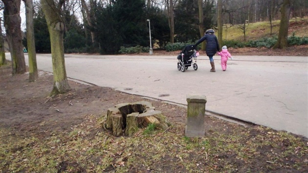 Kácení strom ve Stromovce