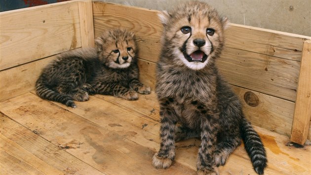Olomouck zoologick zahrada na Svatm Kopeku pedstavila dv mlata geparda thlho, kter se zde narodila loni na tdr den.