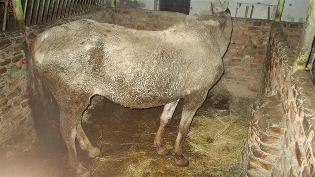 Snmek jednoho z kon pozen ochrnci zvat u chovatelky ve Velkch Losinch.