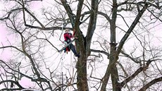 Arborista Miloslav Wach při práci v koruně letitého stromu. Arborista Miloslav Wach při práci v koruně letitého stromu.
