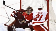 Tomáš Tatar skóruje proti Arizoně. Slovenský útočník roste do velkého hráče. Tomáš Tatar skóruje proti Arizoně. Slovenský útočník roste do velkého hráče.
