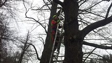 Arboristé provedli v Havlíkov Brod takzvané tahové zkouky u esti olí na...