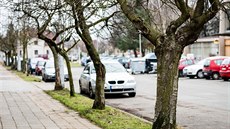 Obyvatelé Slezského Předměstí, kteří s kácením nesouhlasí, založili facebookové... Obyvatelé Slezského Předměstí, kteří s kácením nesouhlasí, založili facebookové...