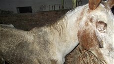 Snímek jednoho z koní poízený ochránci zvíat u chovatelky ve Velkých Losinách.