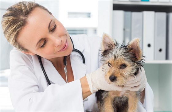 Se psem bude moná u veterináe astji ne se sebou u lidského doktora.