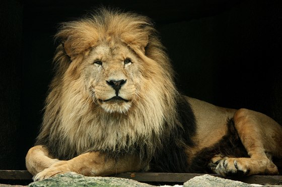 Lev Sultán v liberecké zoo v roce 2013.