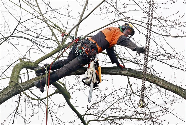 Kácení strom na Sukov tíd.