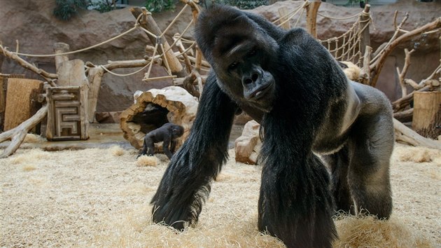 Richard je neskonale impozantn zvec osobnost prask zoo. V nedli (9. 11. 2014) oslav sv 23. narozeniny.