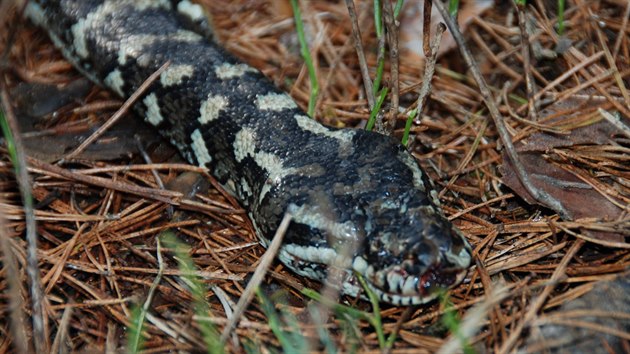 Dva exotick hady, krajtu kobercovou a hroznovce, kdosi odloil v hradeckch pmstskch lesch, kde oba v chladu uhynuli (26.2.2015).