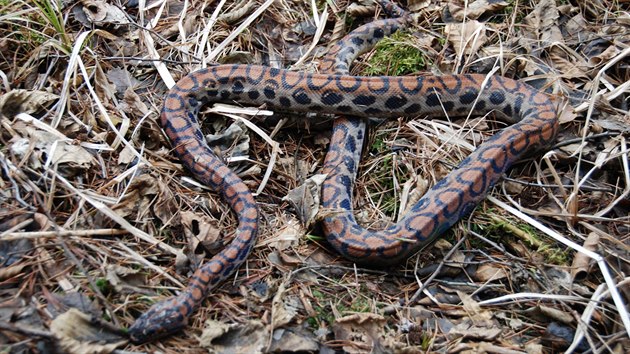 Dva exotick hady, krajtu kobercovou a hroznovce, kdosi odloil v hradeckch pmstskch lesch, kde oba v chladu uhynuli (26.2.2015).