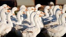 Husí peří je jeden z nejlepších izolačních materiálů. Husí peří je jeden z nejlepších izolačních materiálů.