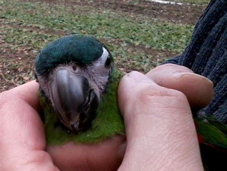 Papouek uletl majitelm v Chebu, ze stromu ho zachraovali hasii.