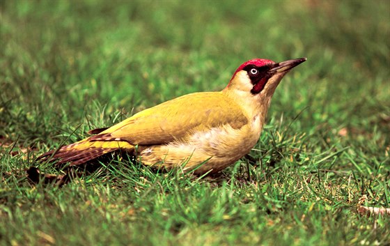 luna zelená (Picus viridis)